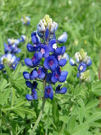 Bluebonnet-8100.jpg