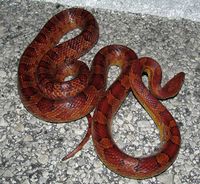 Corn Snake large gravid female (without watermark).jpg